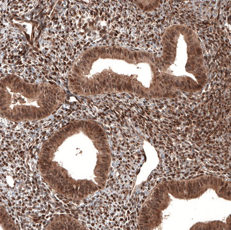 CDK4