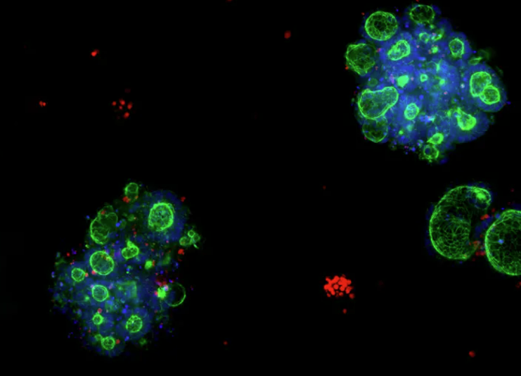 Custom Organoid Expansion Services