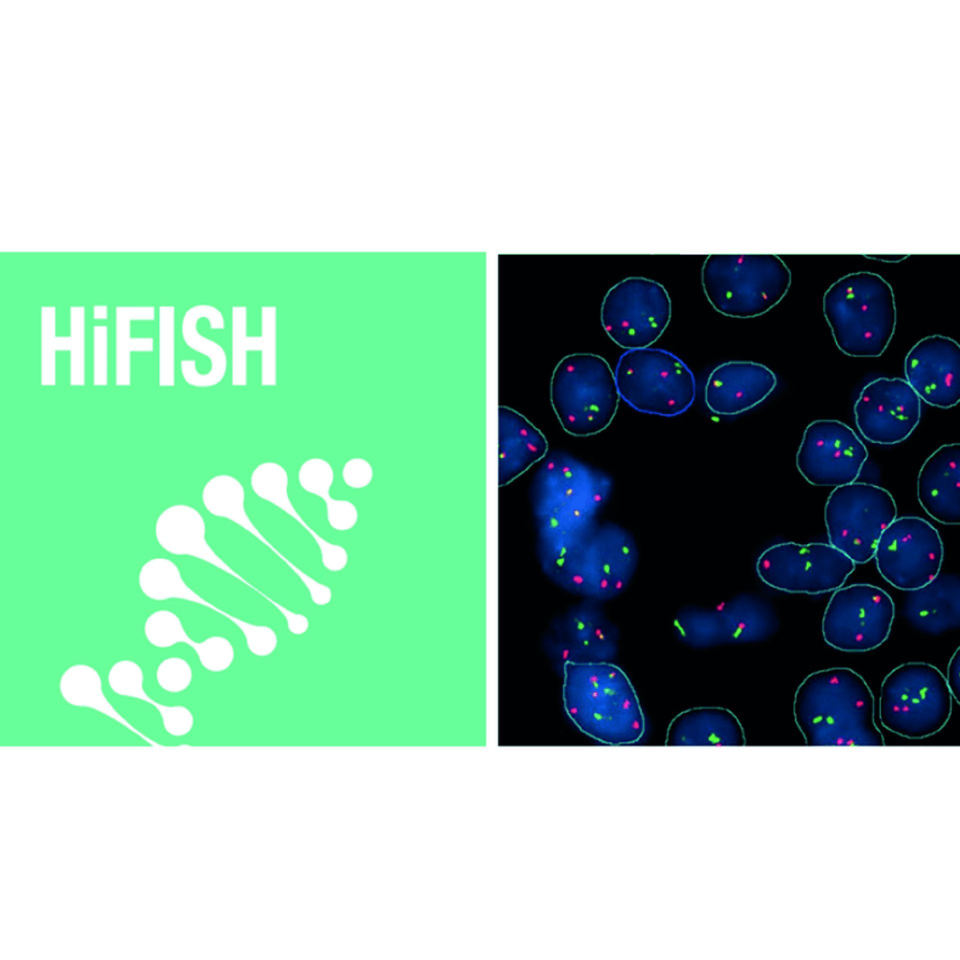HiFISH