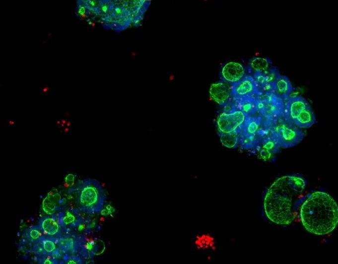 Custom Organoid Expansion Services