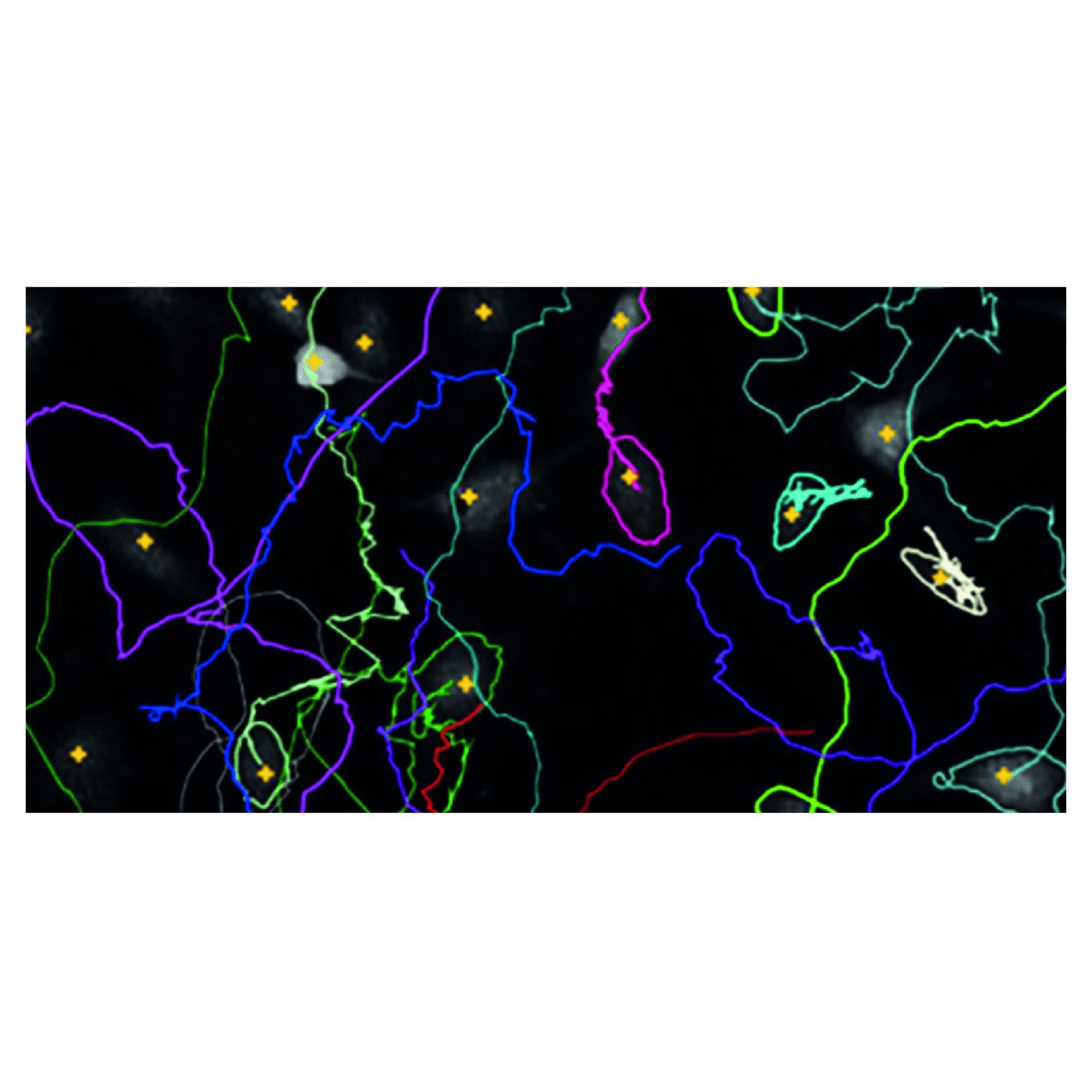 App Suite Cell Imaging Software